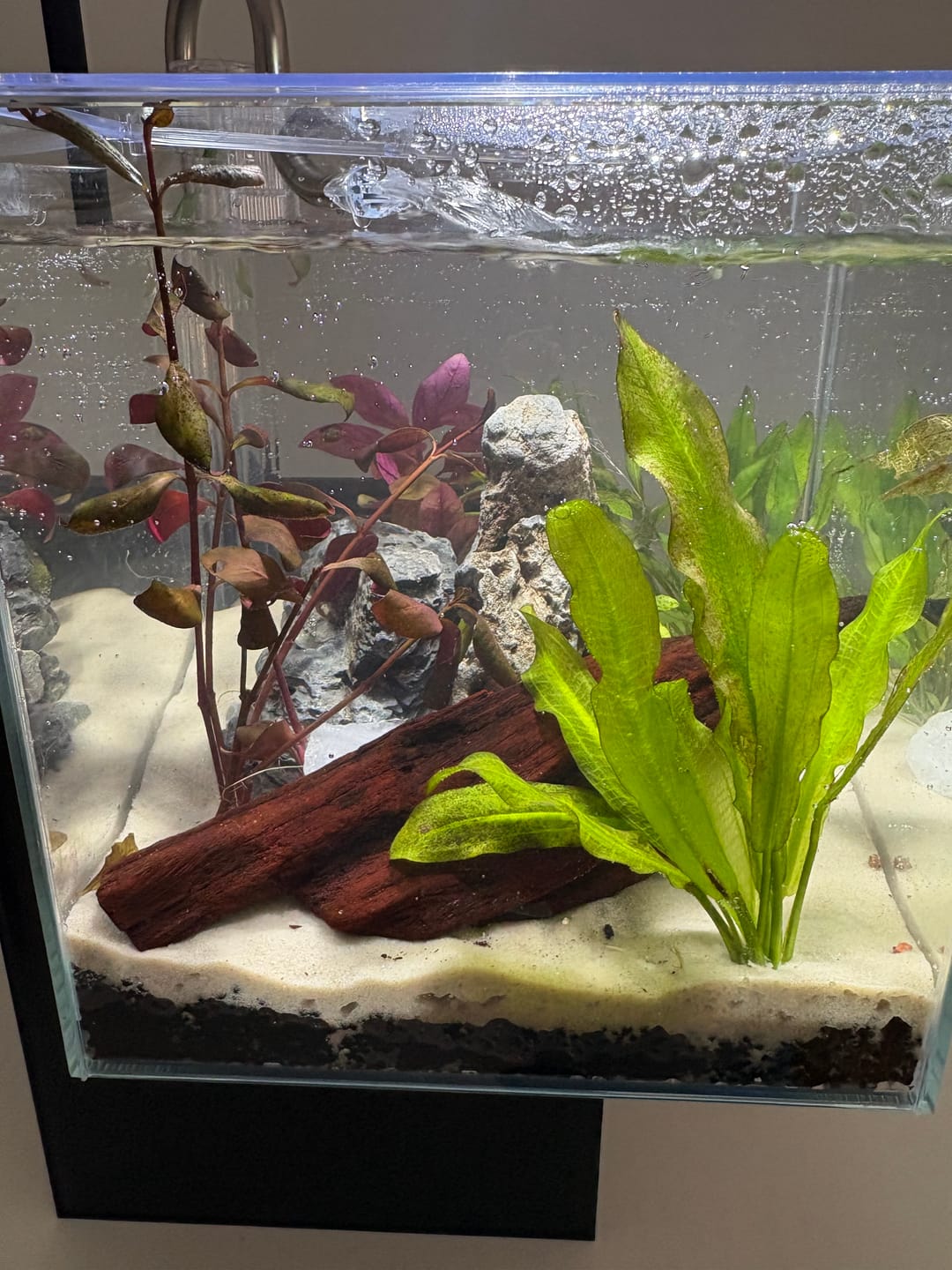 Customer photo review of Fluval Kuhl Microscaping Kit - 2 Colors