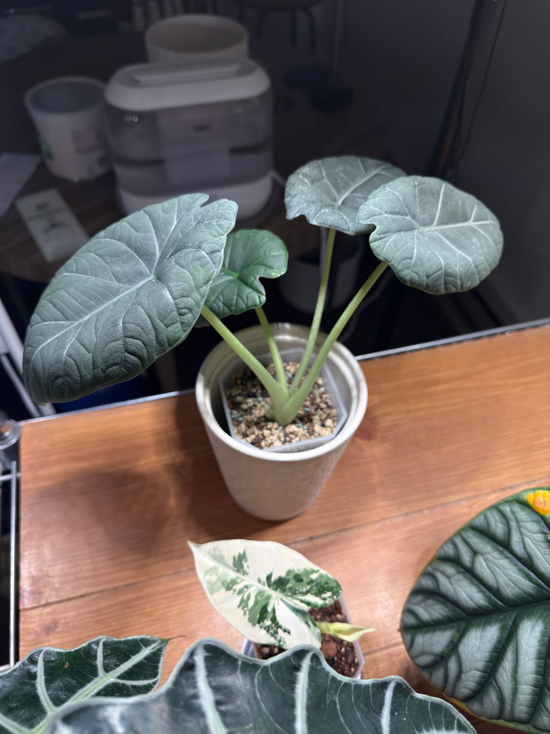 Customer photo review of Alocasia 'Maharani'