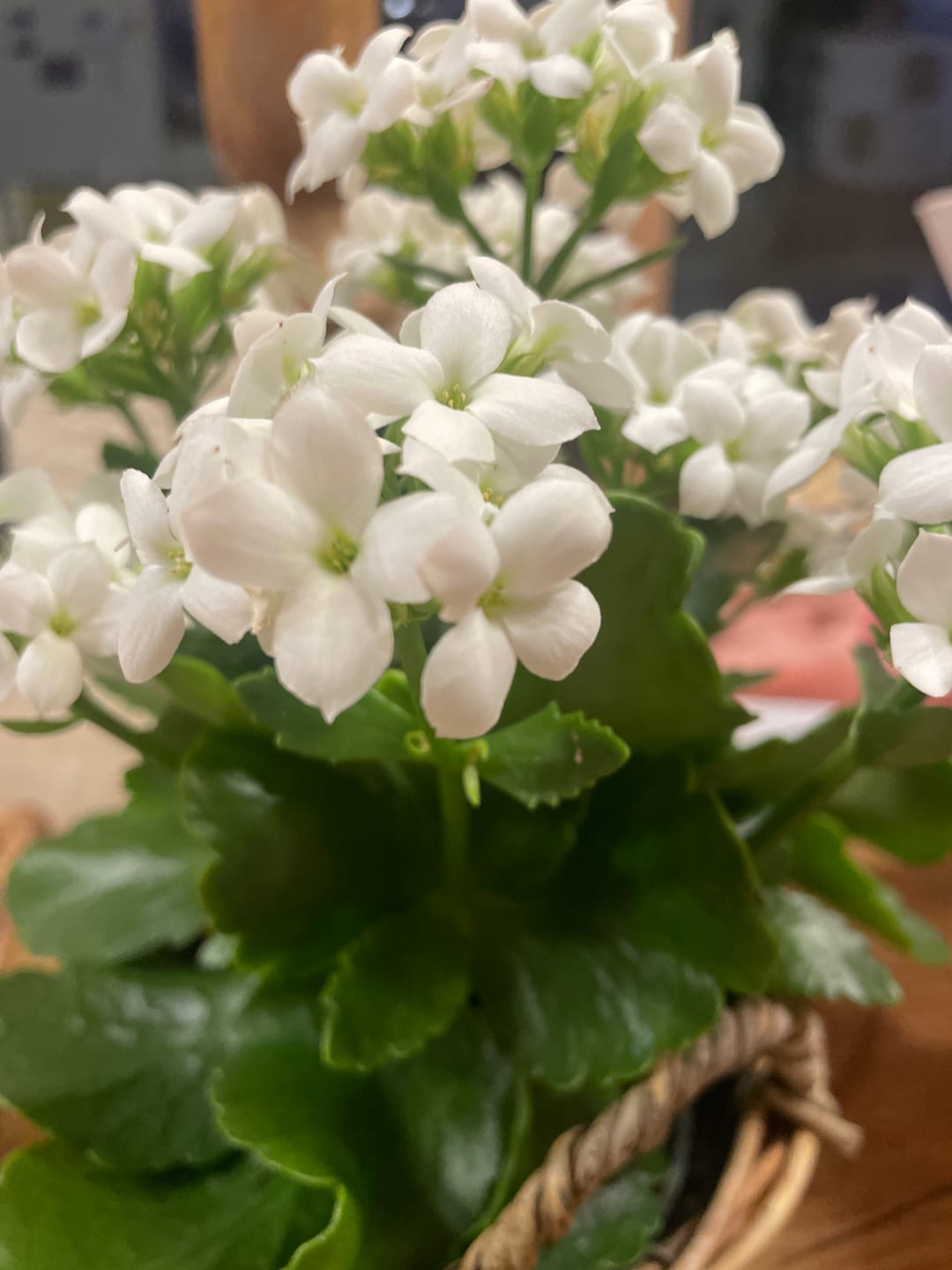 Customer photo review of VITALHemp Pure 15% – CBD in Bio-Hanföl