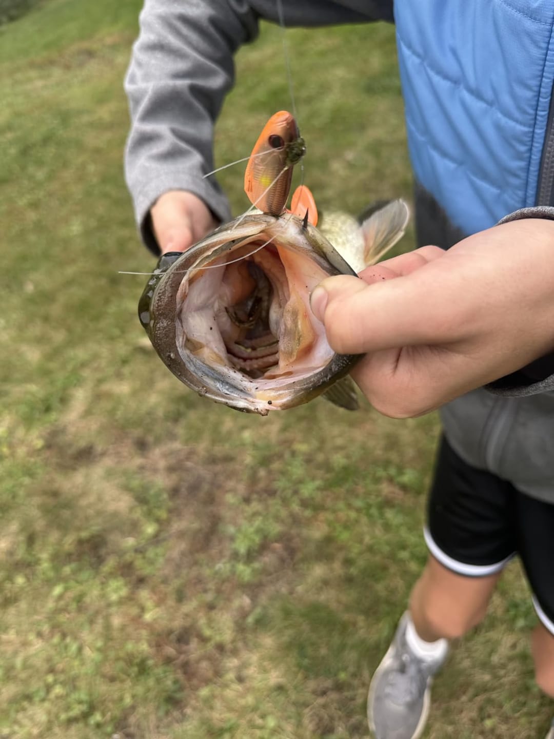Customer photo review of Shadtale Soft Fishing Lures | BKK Hooks | Paddle Tail Swimbait | For Bass & Trout & Crappie & Walleye