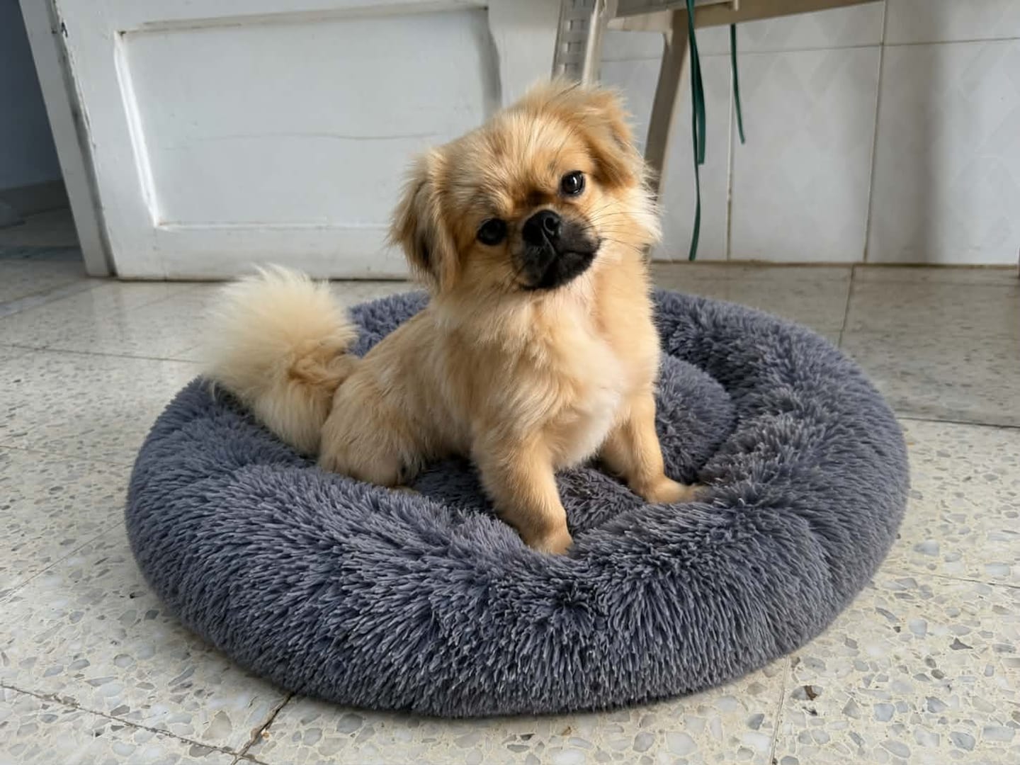 Customer photo review of Puppery Hundebett Wolke 7 - Das Original