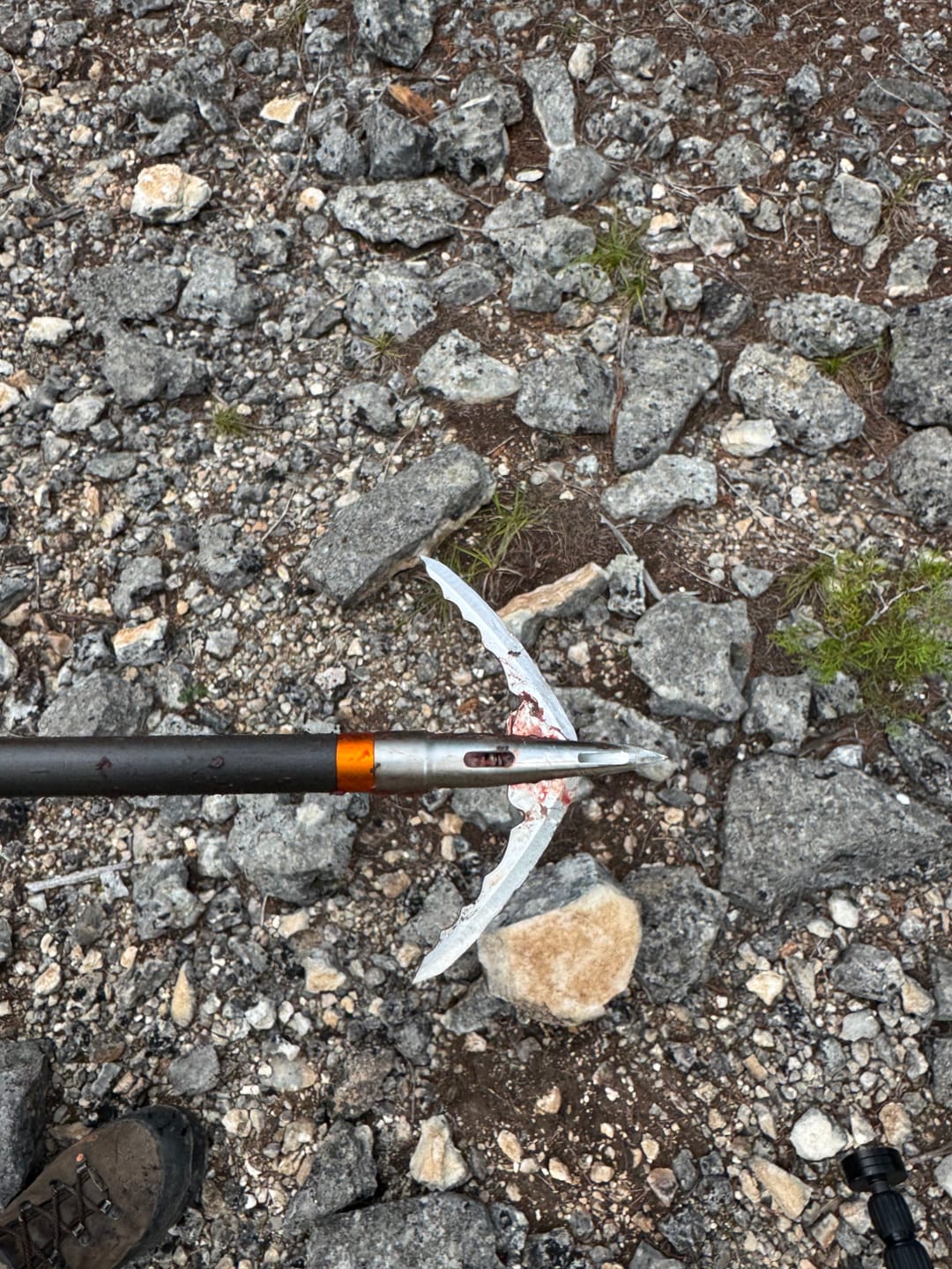 Customer photo review of Titanium Broadheads