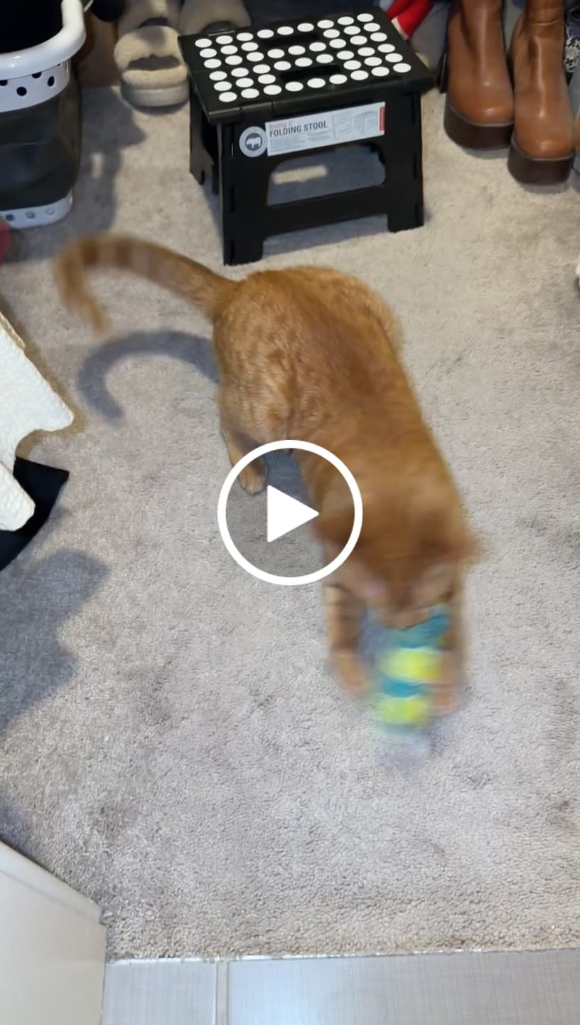 Customer video review of Blue Mice Catnip with Valerian Root Cat Toy