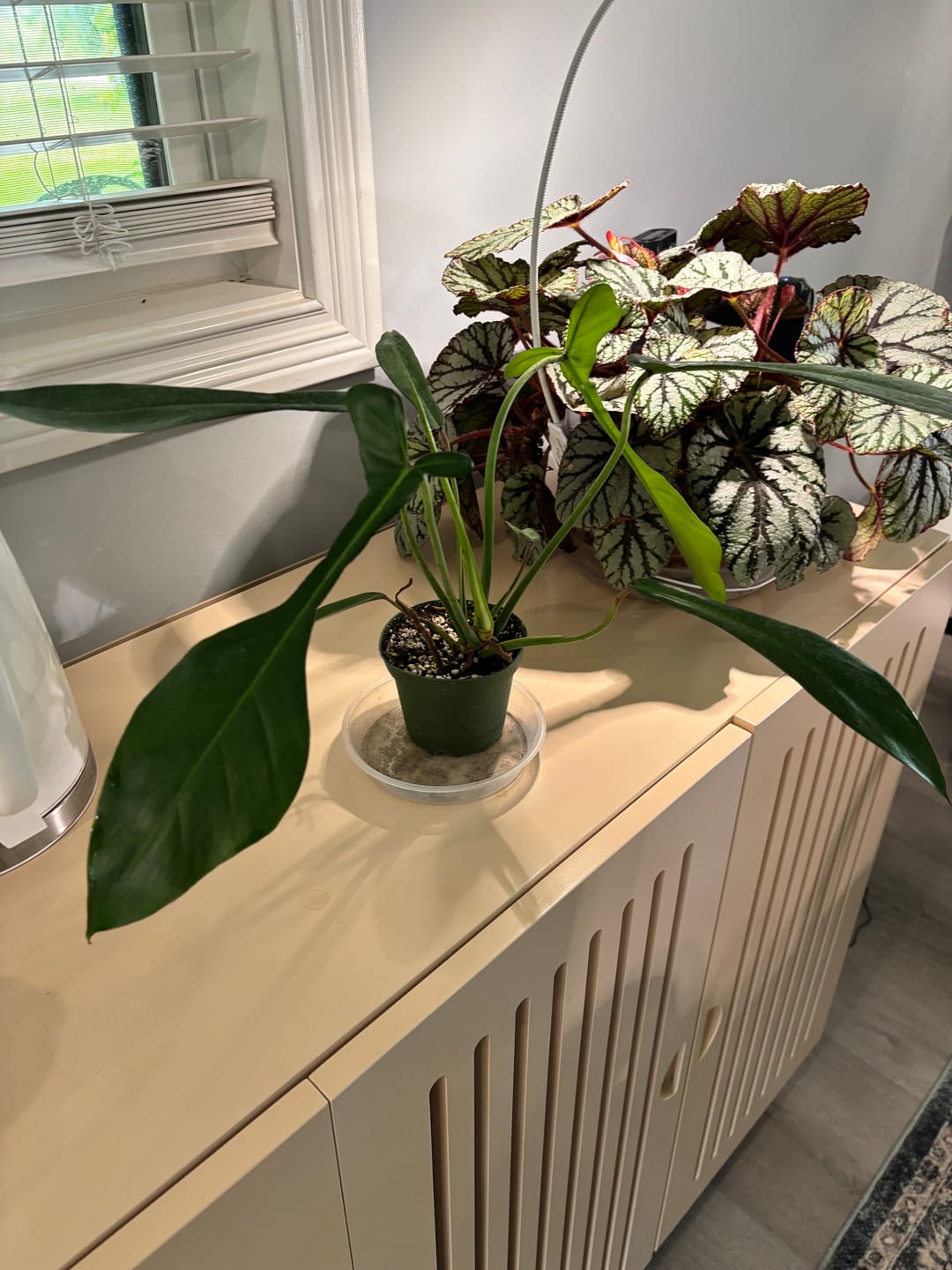 Customer photo review of Philodendron joepii