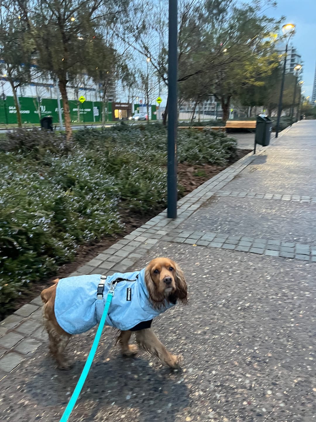 Customer photo review of Correa Larga para Perros - Light | 3 mts | Turquoise