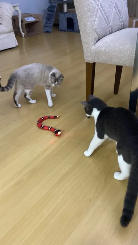 Customer photo review of The Slither — Auto Sensing Cat Snake Toy