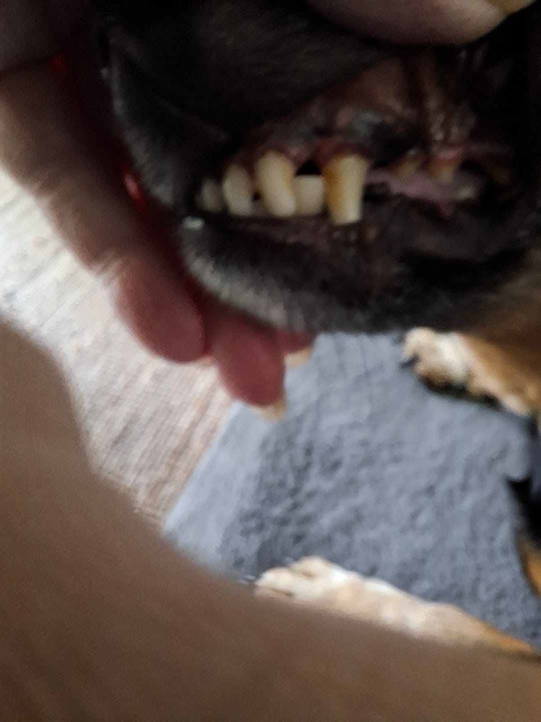 Customer photo review of Beemzy Tandpoeder voor Honden