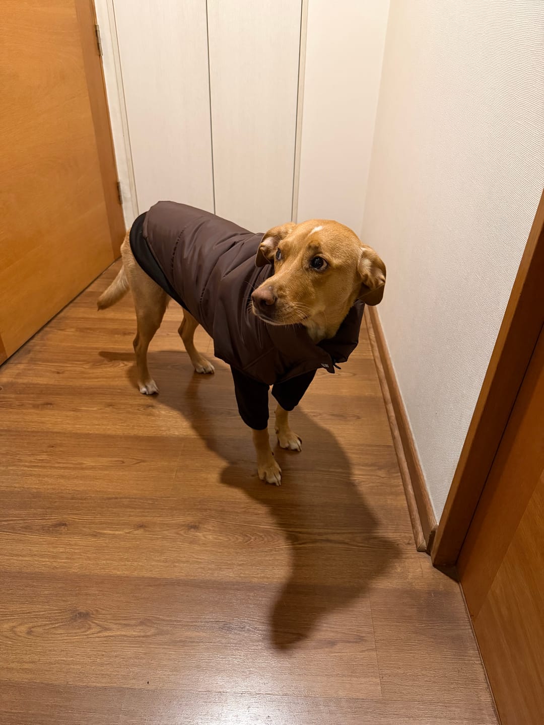 Customer photo review of Chaqueta Puffer de Invierno – Chocolate