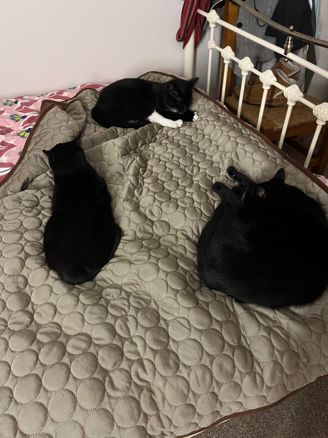 Customer photo review of The Ultimate Cooling Pet Mat