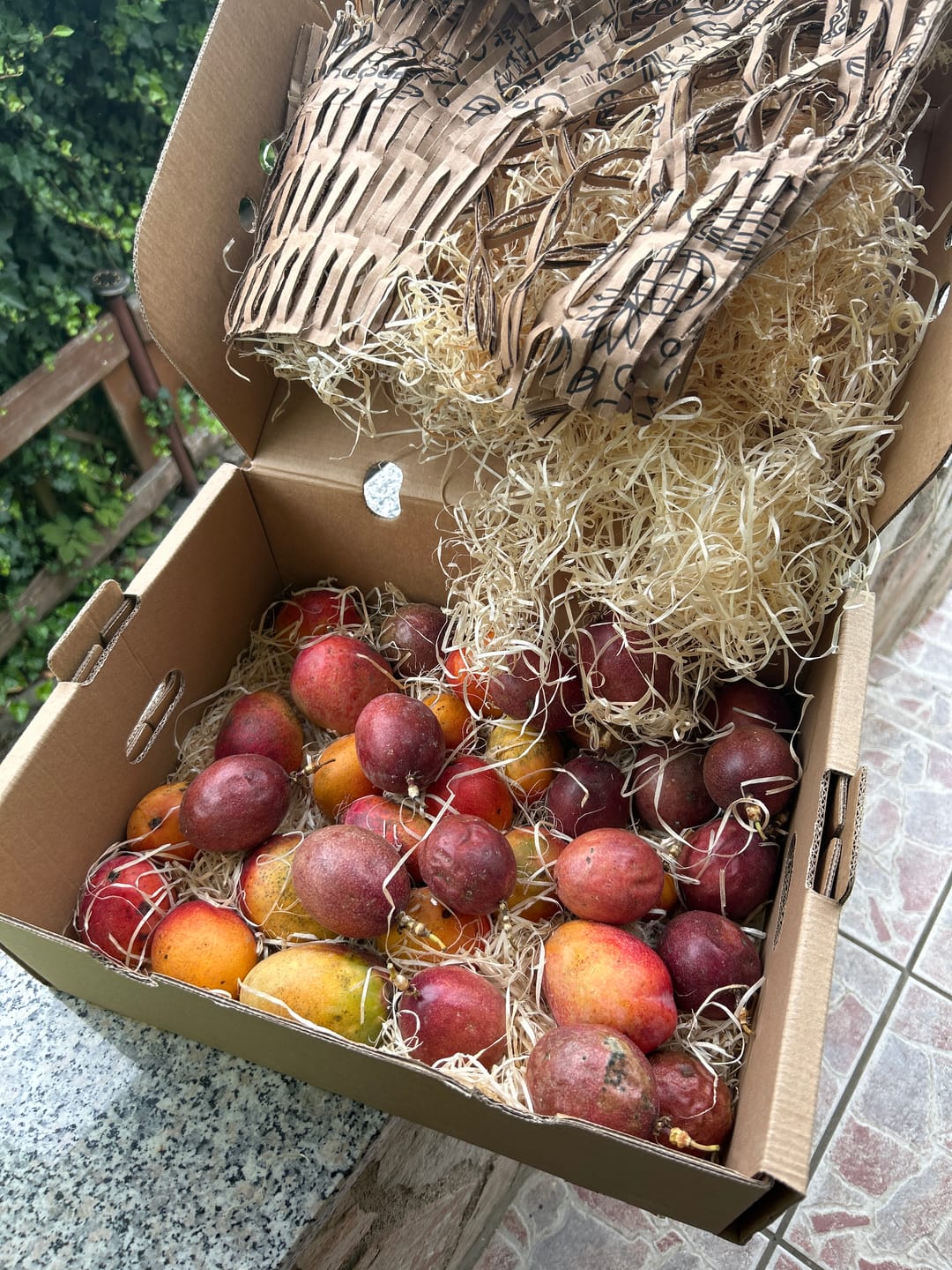 Customer photo review of Baby-Mango Mix "Wild Wonders" von Julian