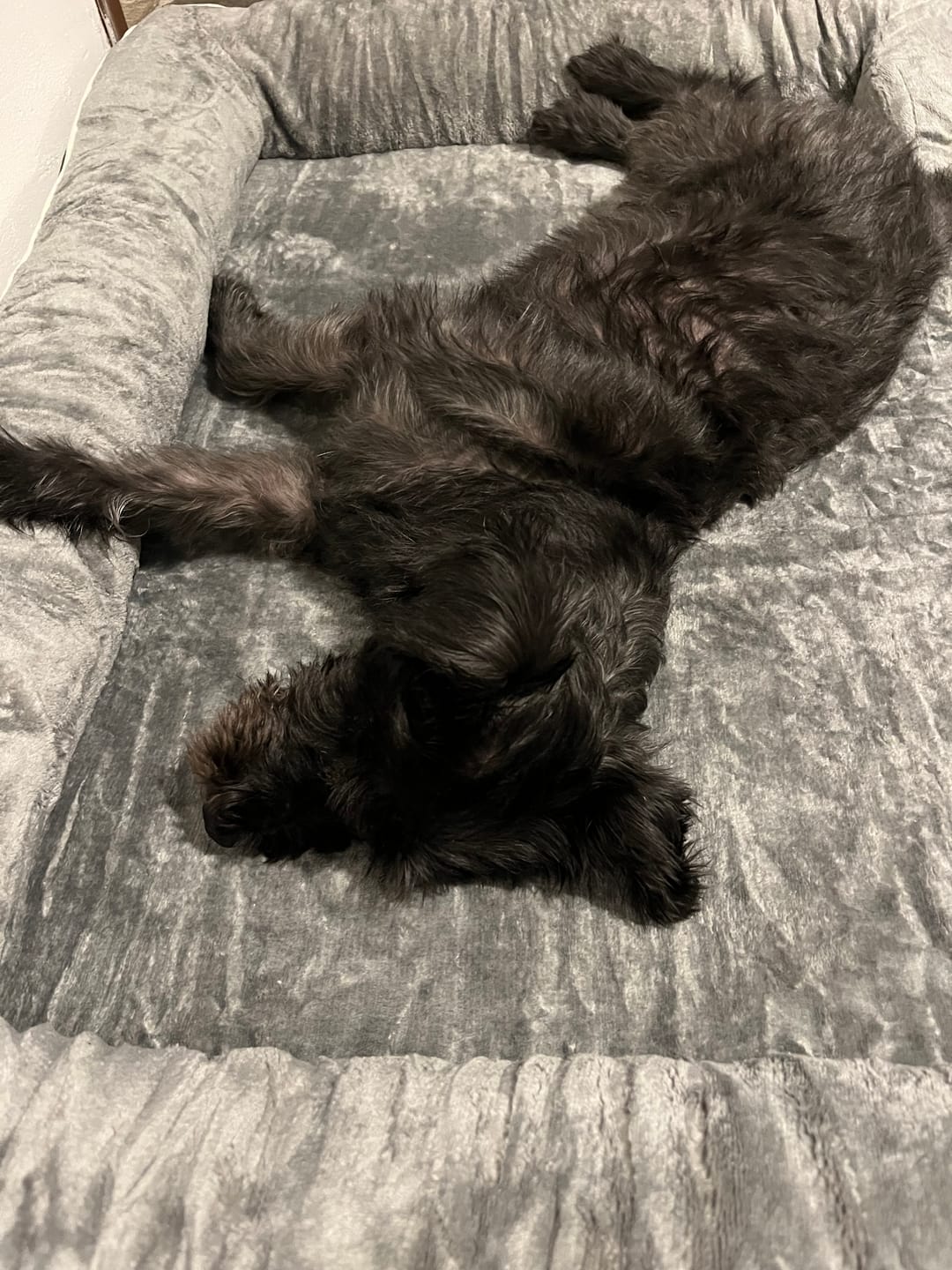 Customer photo review of Cama Ortopédica para Perros