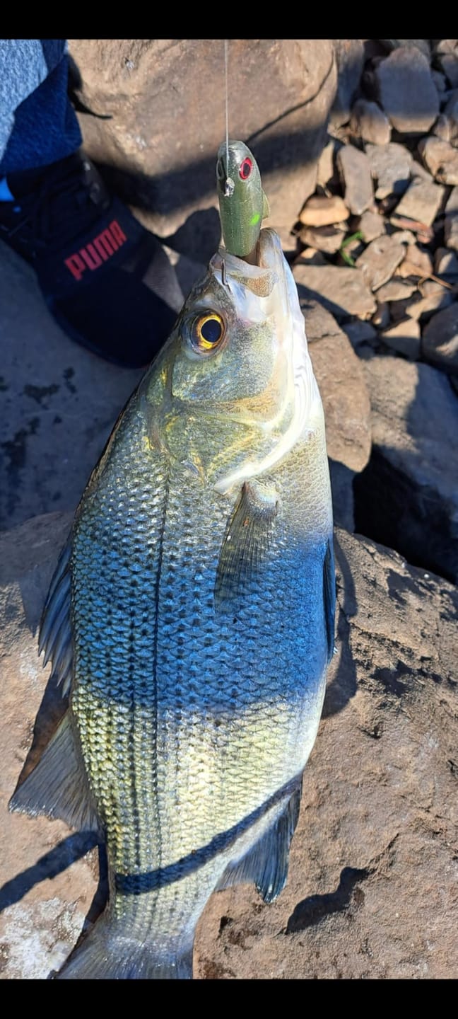 Customer photo review of Shadtale Soft Fishing Lures | BKK Hooks | Paddle Tail Swimbait | For Bass & Trout & Crappie & Walleye