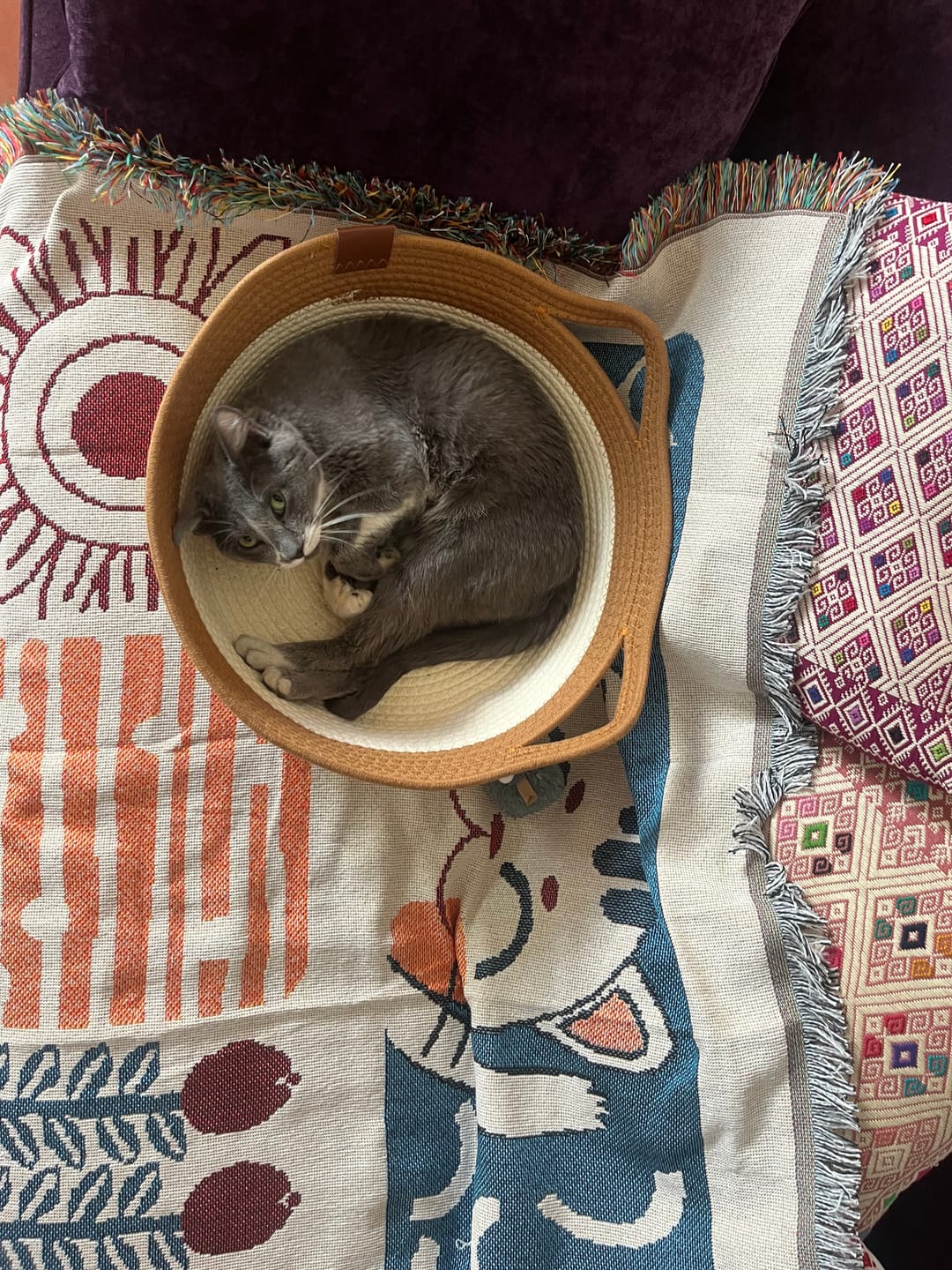 Customer photo review of CT1160 1 Pieza de Cama Con Diseño De Orejitas Para Mascota