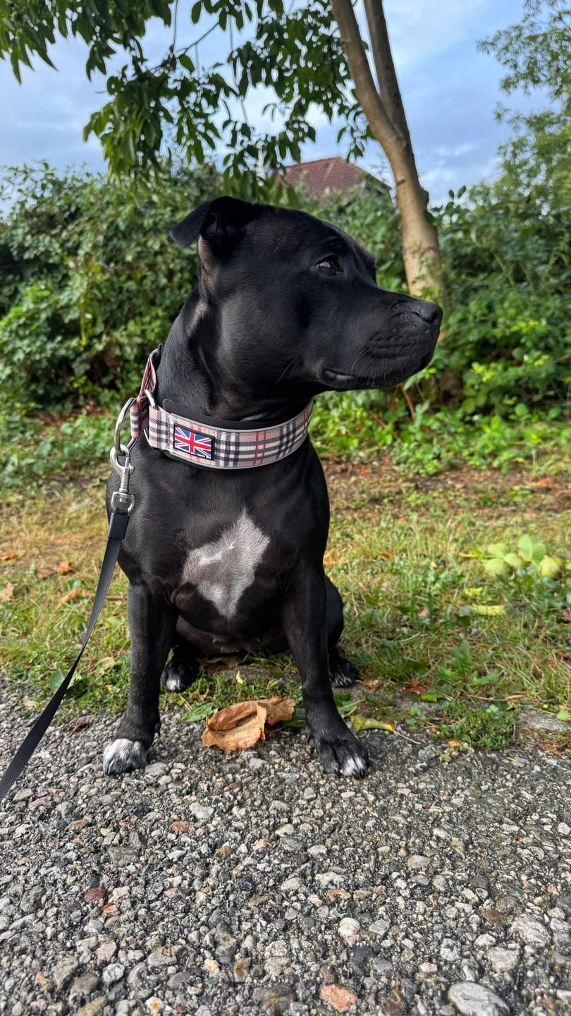 Customer photo review of Staffordshire Bull Terrier 1935® Martingale Collar - Staffburry Beige