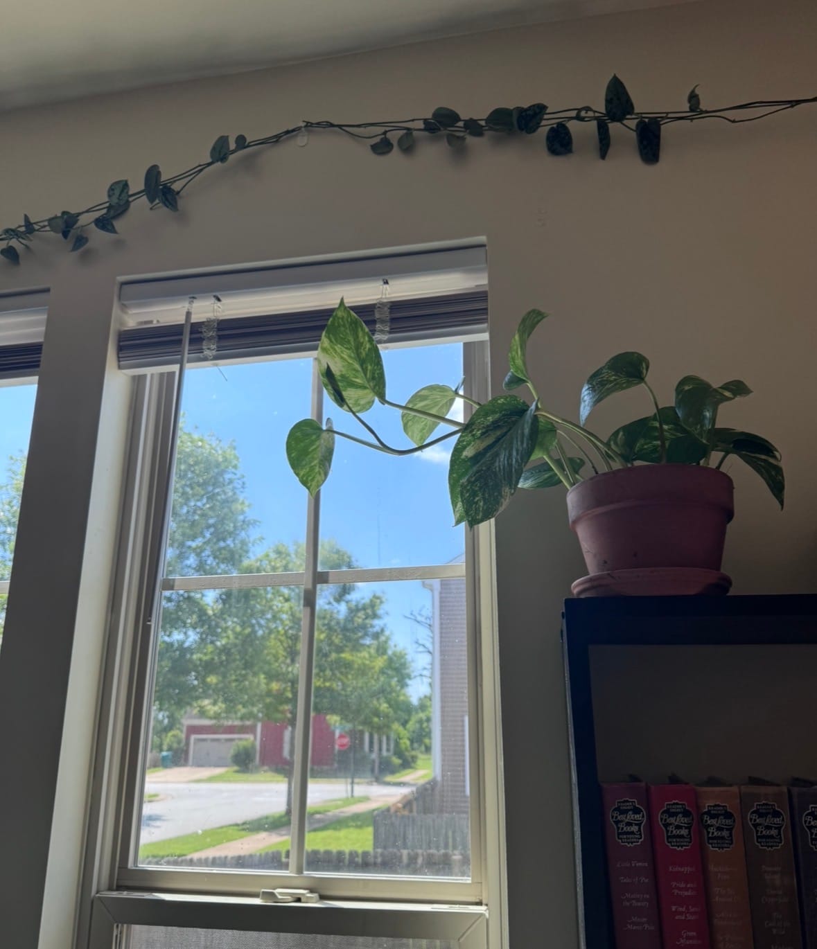Customer photo review of Root Boost