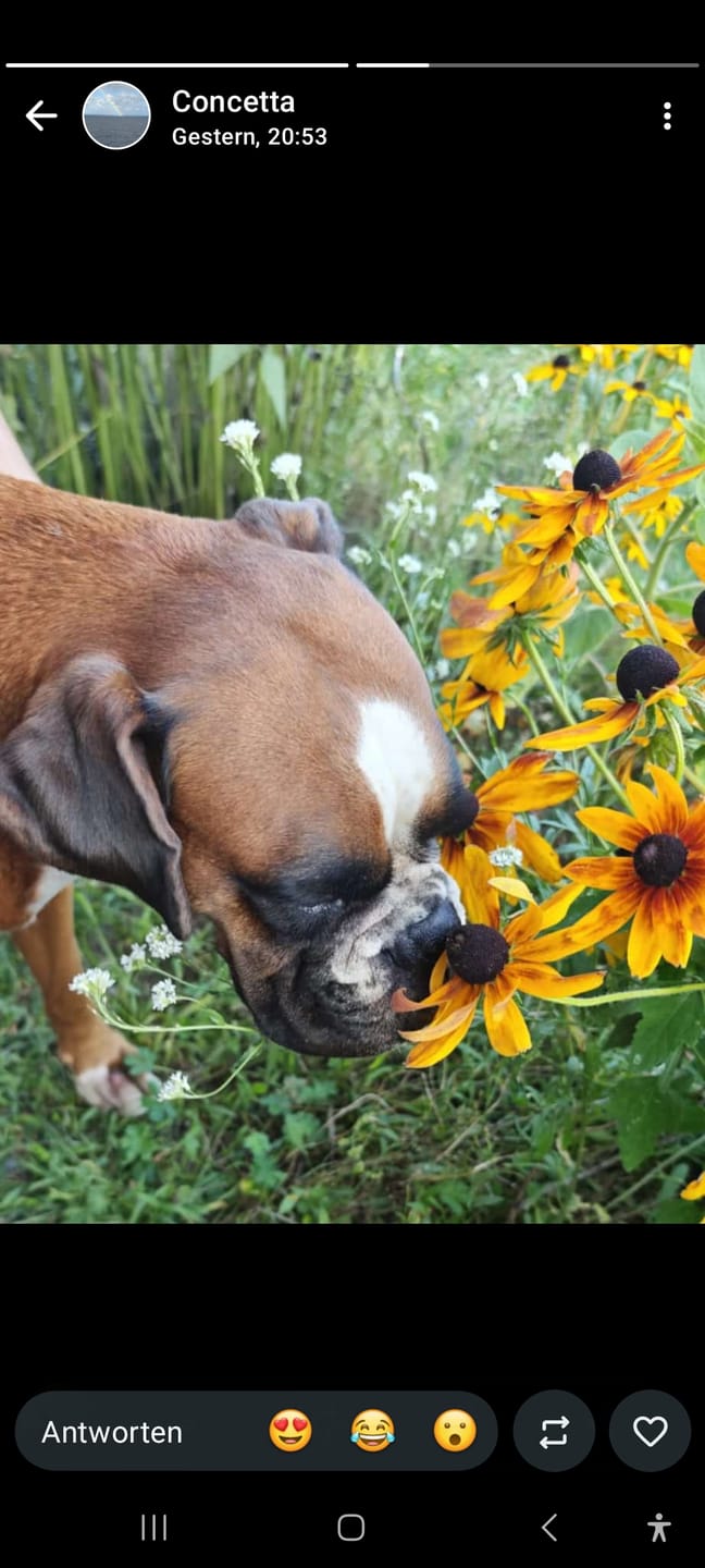 Customer photo review of Bügelbild Hund Boxer