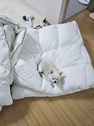 Customer photo review of Hotel Style Comforter – Lightweight Fluffy Winter Quilt