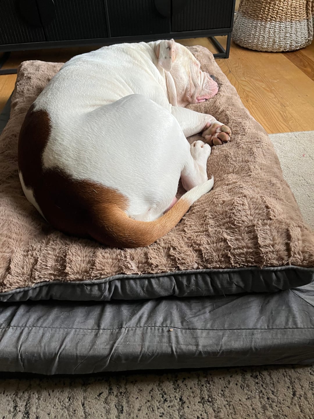 Customer photo review of Dog Memory Foam Mattress