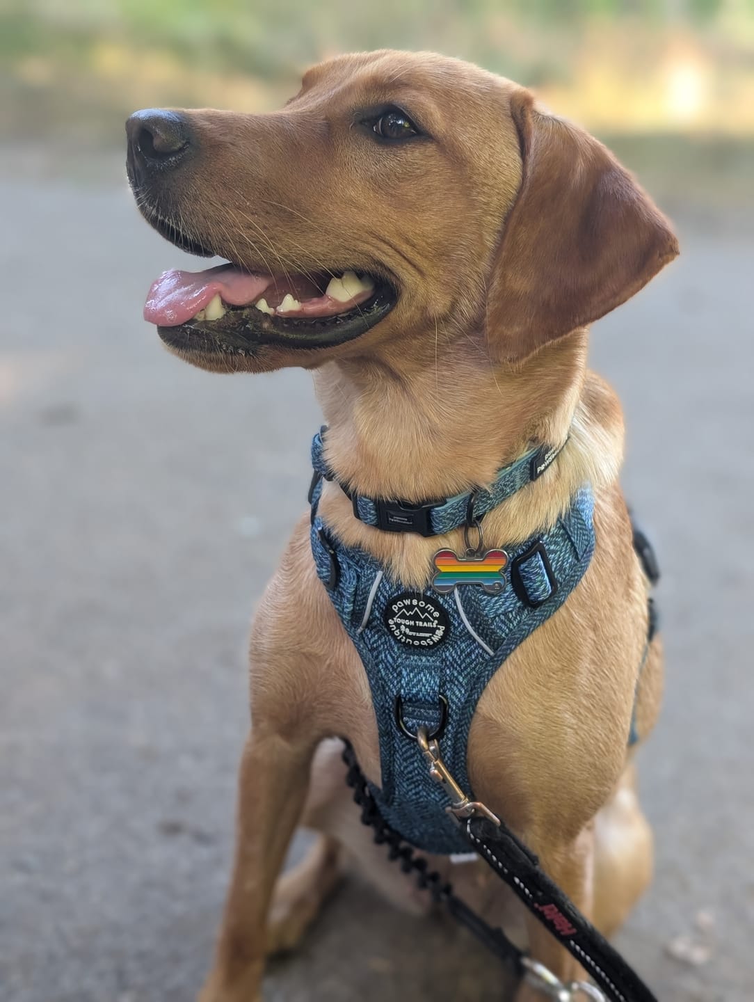 Customer photo review of Collar - Country Teal