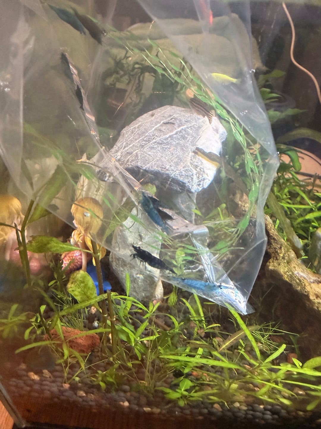 Customer photo review of Blue Dream Shrimp