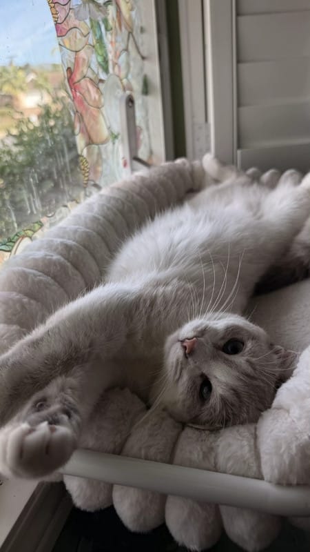 Customer photo review of Cozy Cat Window Perch Sale