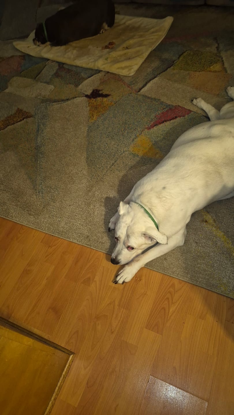 Customer photo review of FurLife™ - 8 Months All Natural Flea and Tick Collar for Dogs
