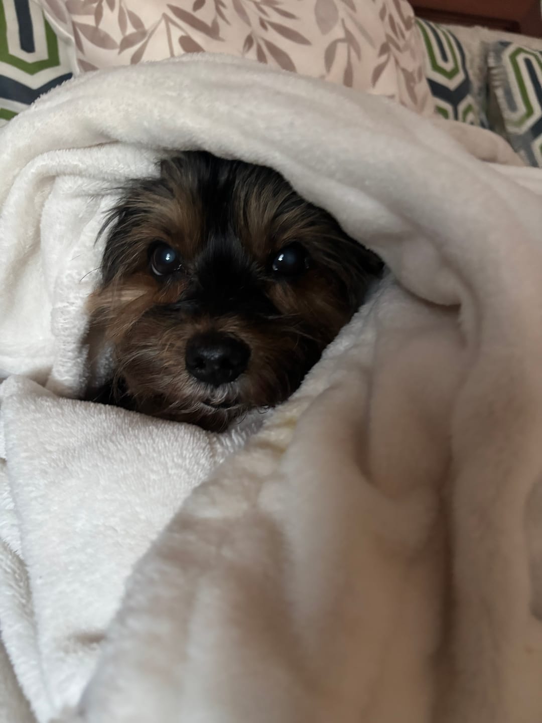 Customer photo review of PetFamily Cookies