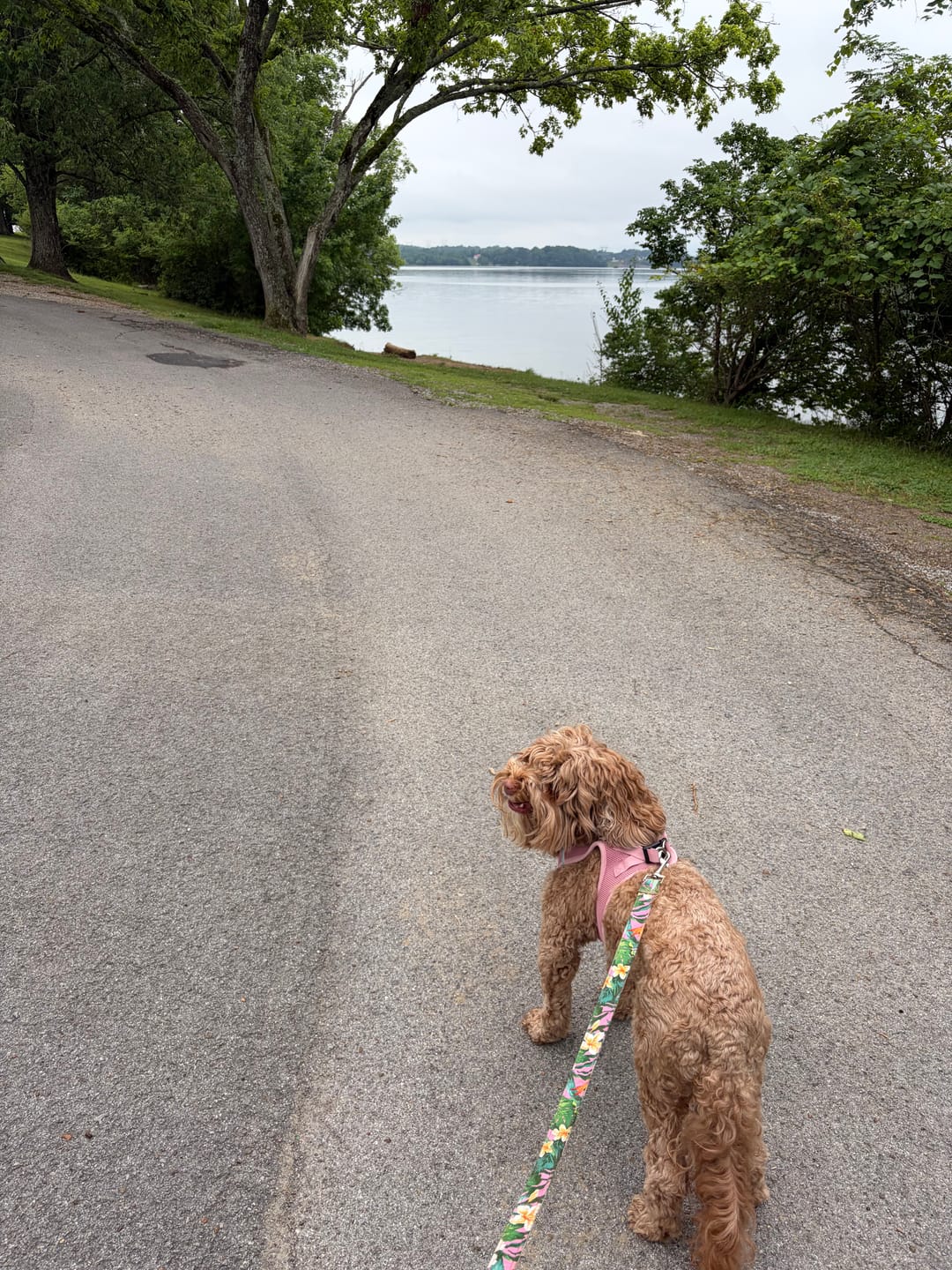 Customer photo review of FurLife™ - All Natural Flea & Tick Spray for Dogs and Cats