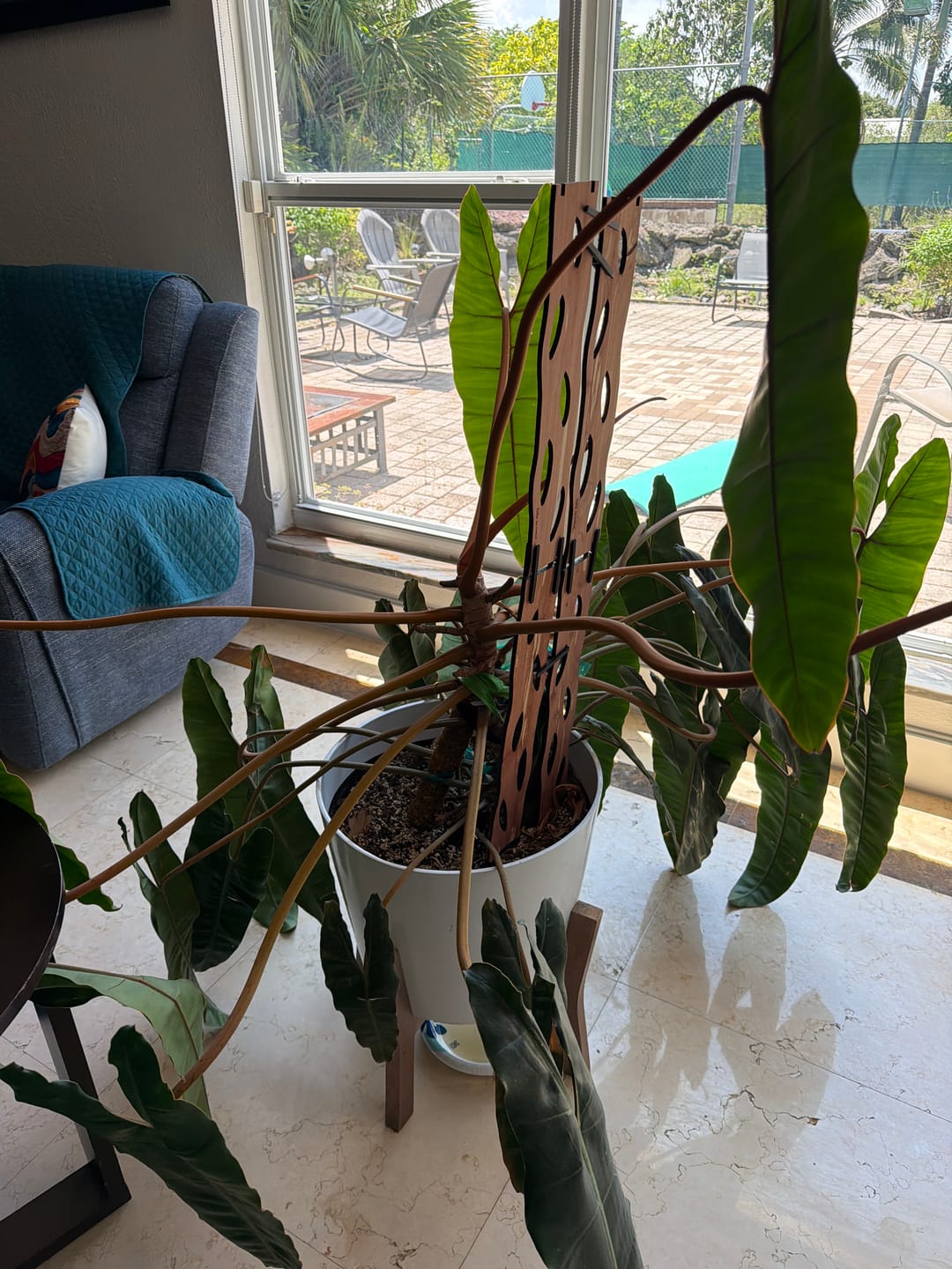 Customer photo review of Zella - Wooden Extendable Plant Support