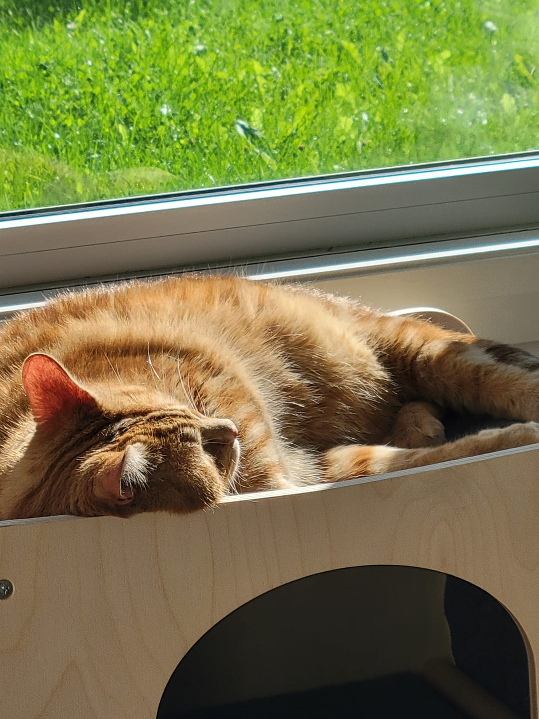 Customer photo review of The Hammock Scratchable Cat House