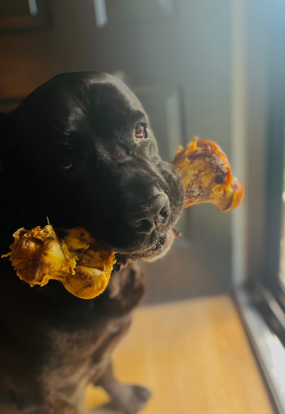 Customer photo review of Ostrich Hip Bone (12" x 5"x 3”): The Durable, Flavor-Packed Chew for Medium & Large Dogs
