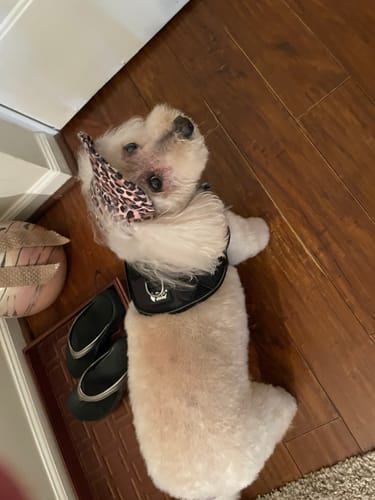 Customer's small light-colored dog wearing a black Personalized Dog Harness on a wooden floor.