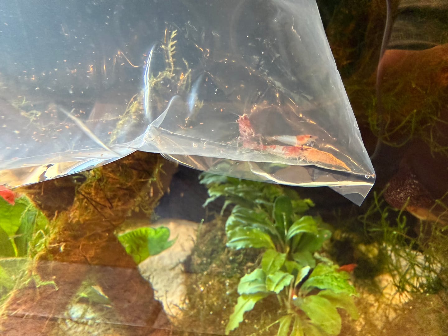Customer photo review of Skittles Shrimp