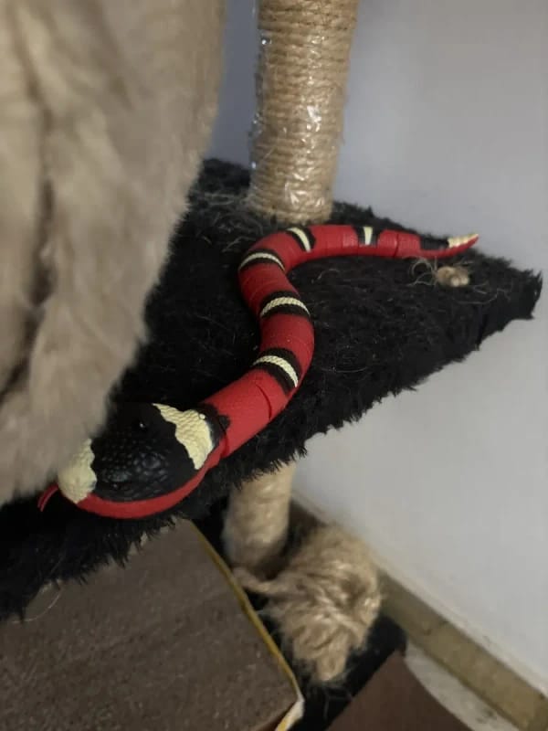 Customer photo review of The Slither — Auto Sensing Cat Snake Toy