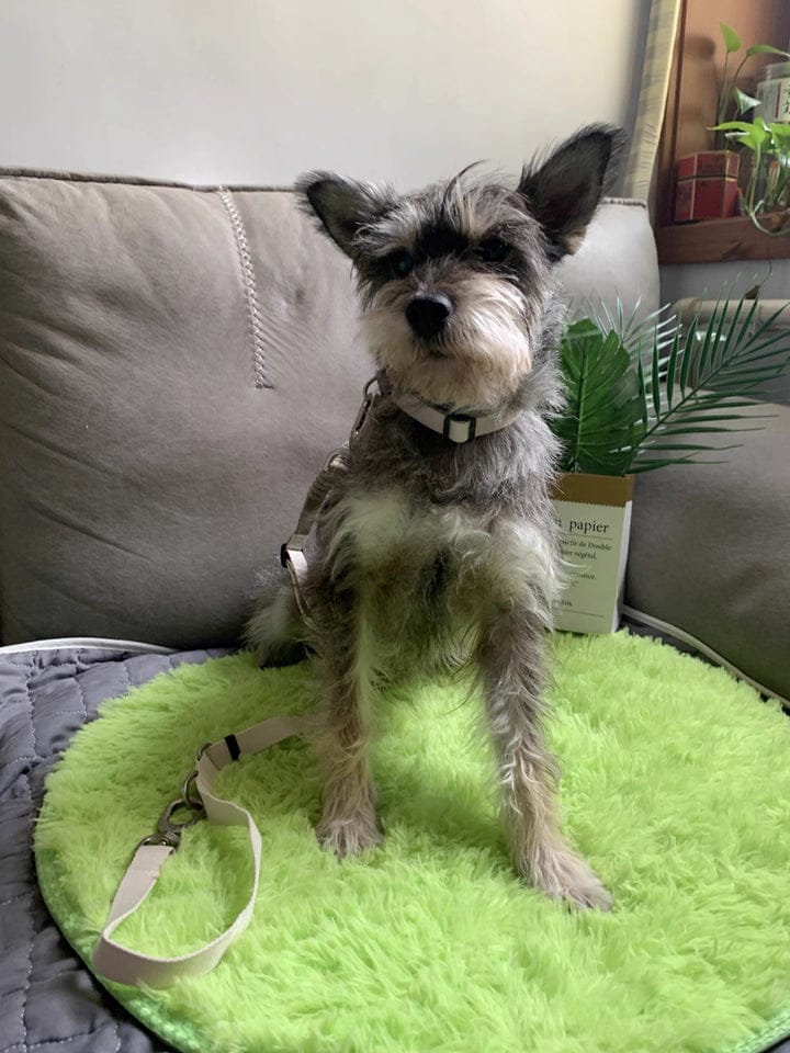 Customer photo review of Valora Anti-Pull Semi-P Martingale Dog Collar with Position-Limit Choke Prevention