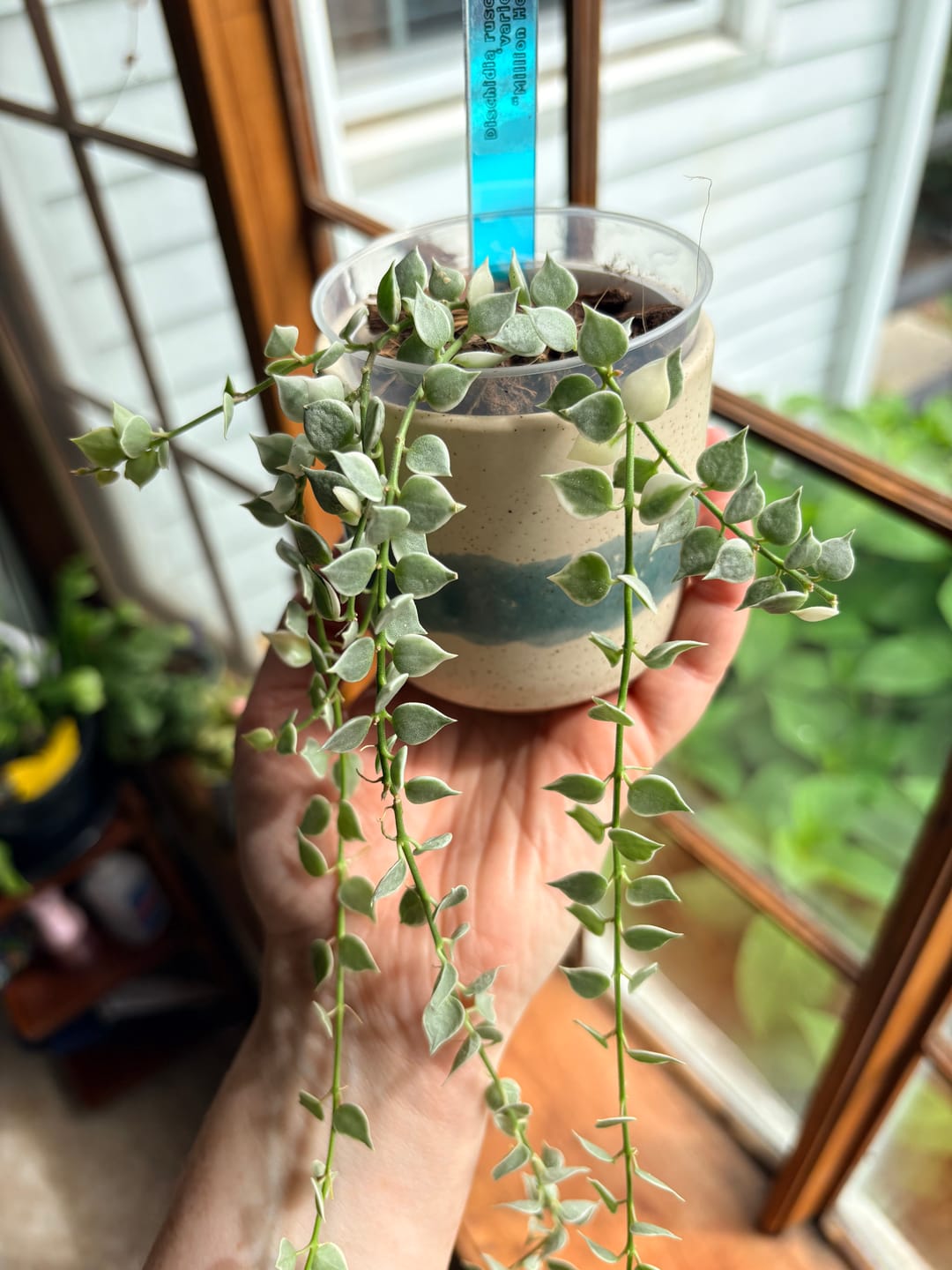 Customer photo review of Dischidia ruscifolia 'Variegata' "Million Hearts"