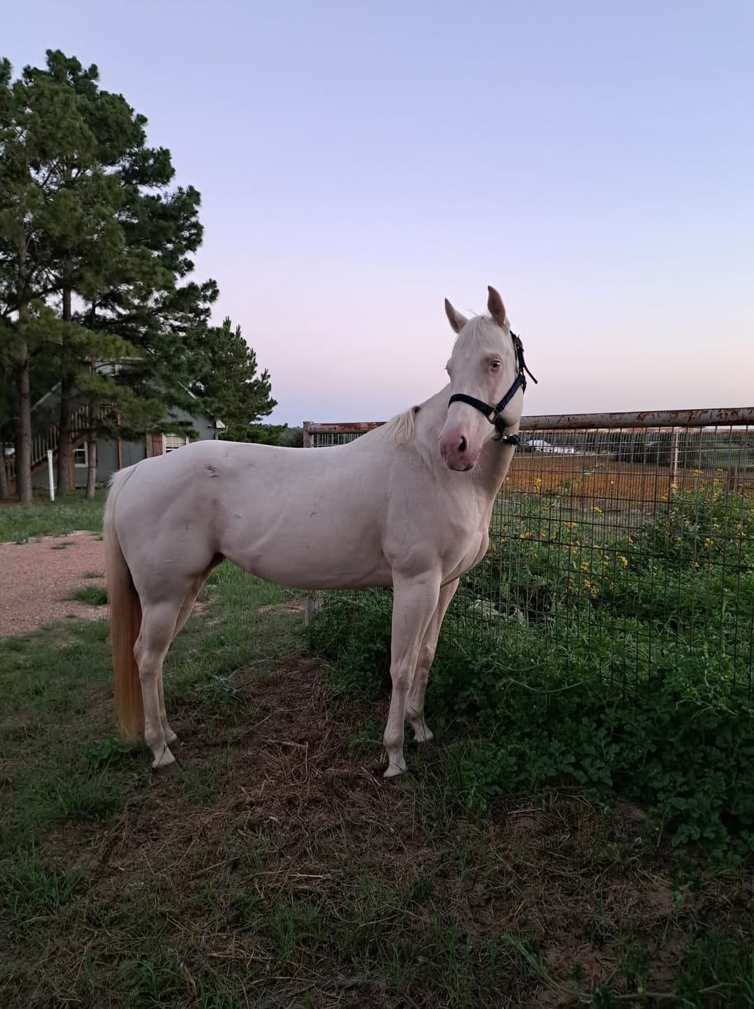 Customer photo review of Alfa Nibblets Pelleted Forage