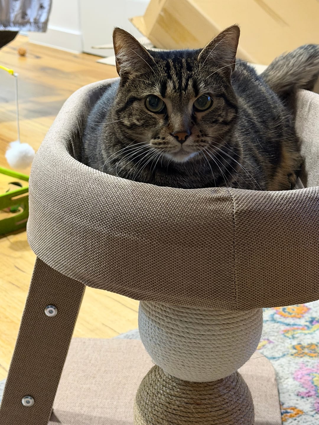 Customer photo review of Small Ladder Cat Climber with Oval Resting Nest