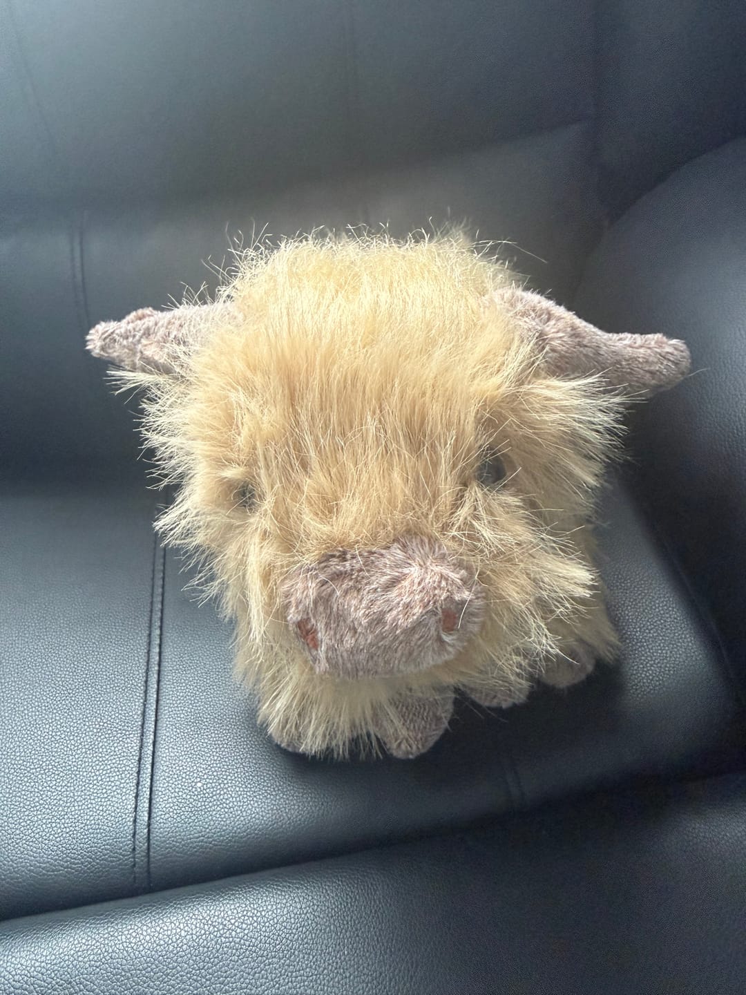Customer photo review of Highland Cow Weighted Stuffed Animal