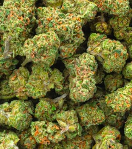 Lemon Abacus™ – Feminized CBD Seeds photo review