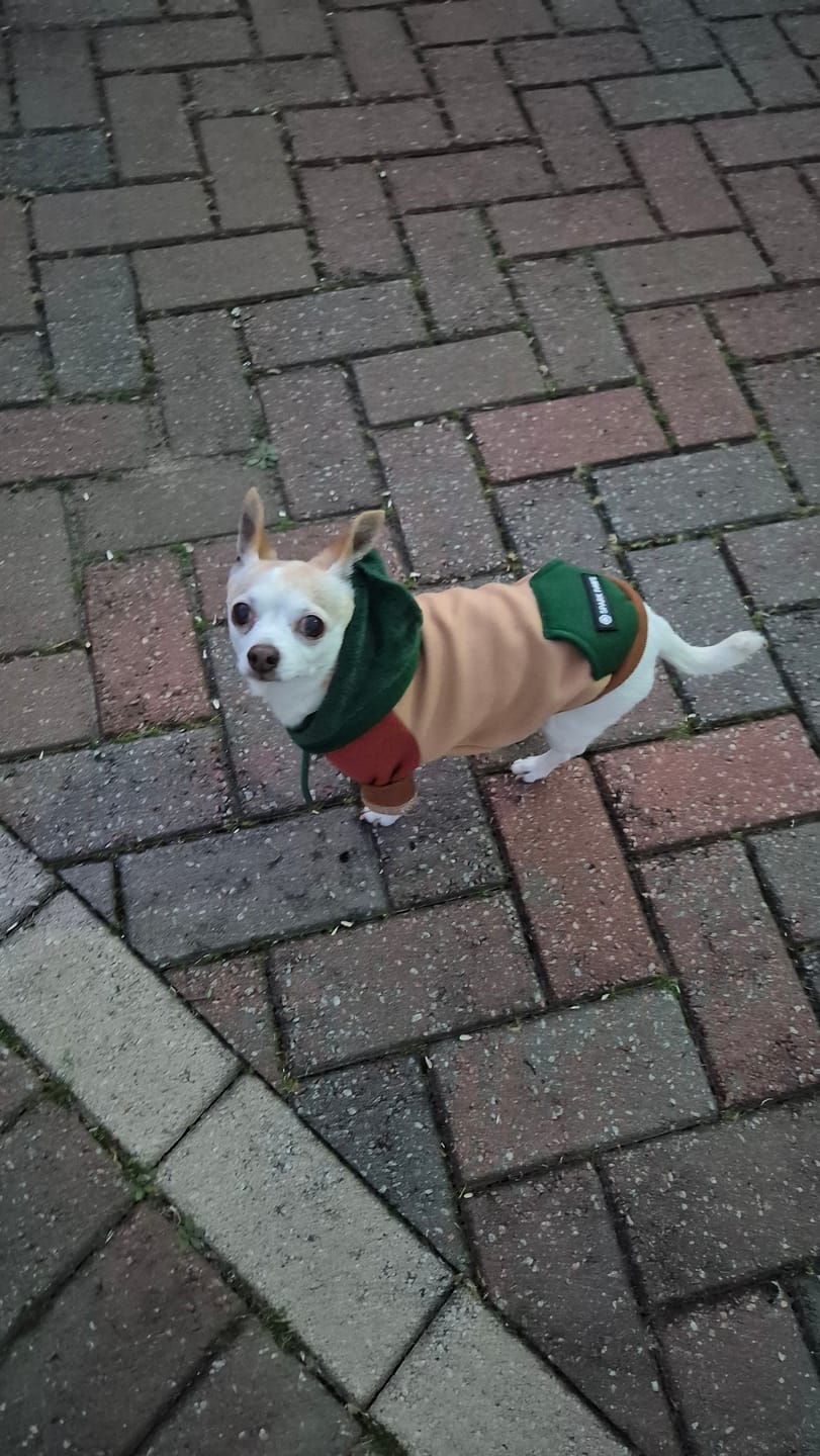 Customer photo review of Ranger Dog Hoodie