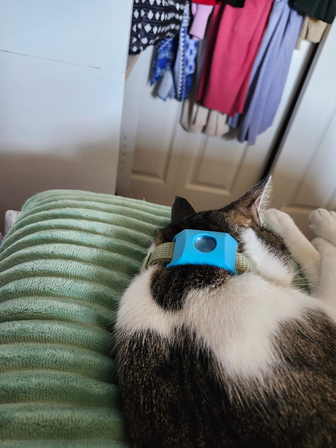 Customer photo review of FurLife™ 12 Months Flea and Tick Free