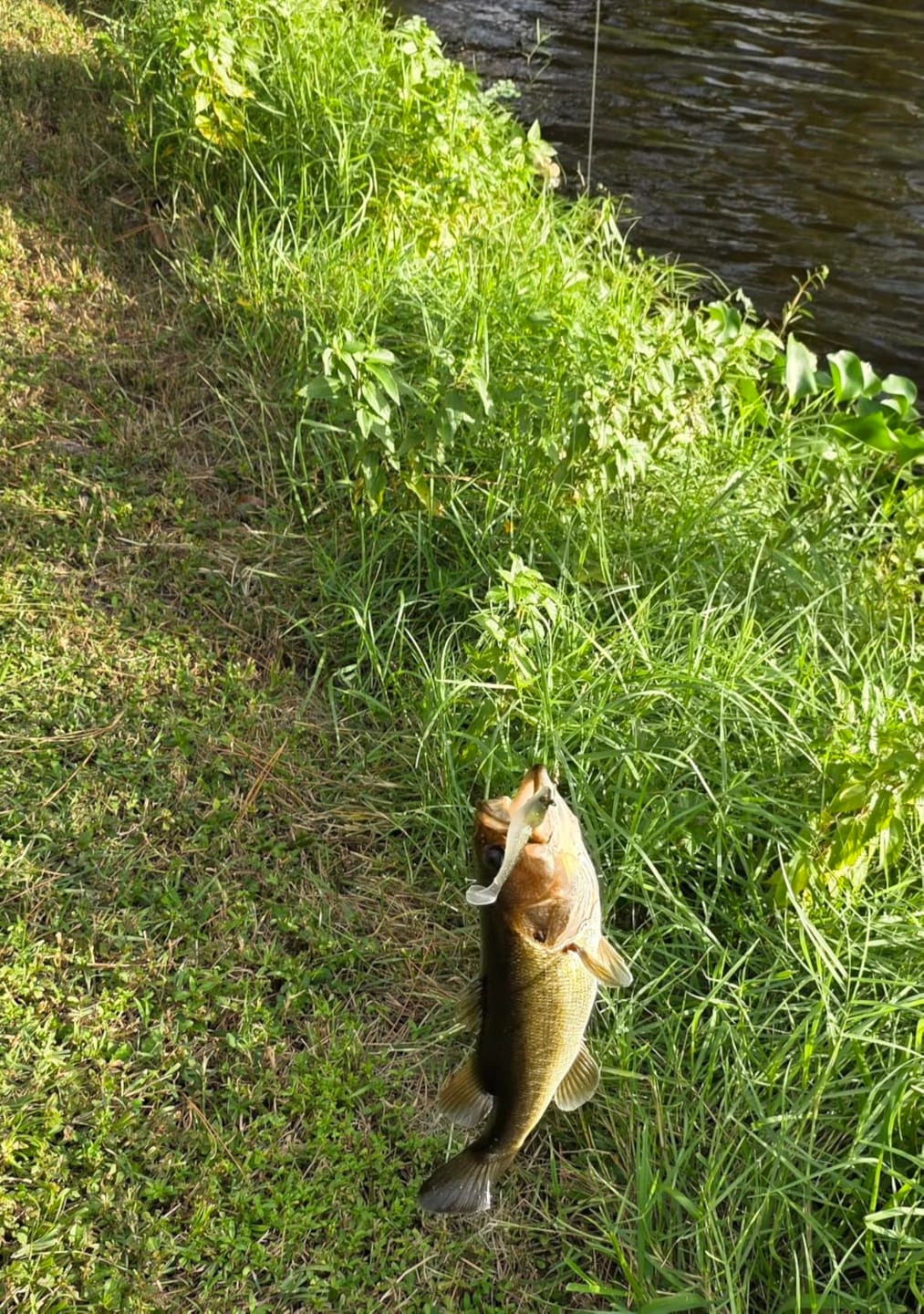 Customer photo review of Shadtale Soft Fishing Lures | BKK Hooks | Paddle Tail Swimbait | For Bass & Trout & Crappie & Walleye