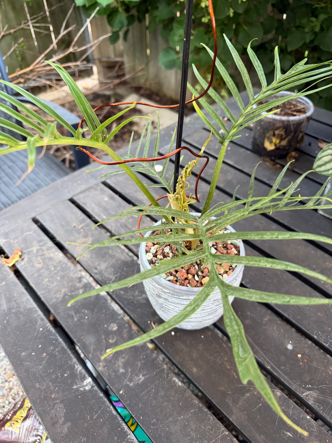 Customer photo review of Philodendron tortum