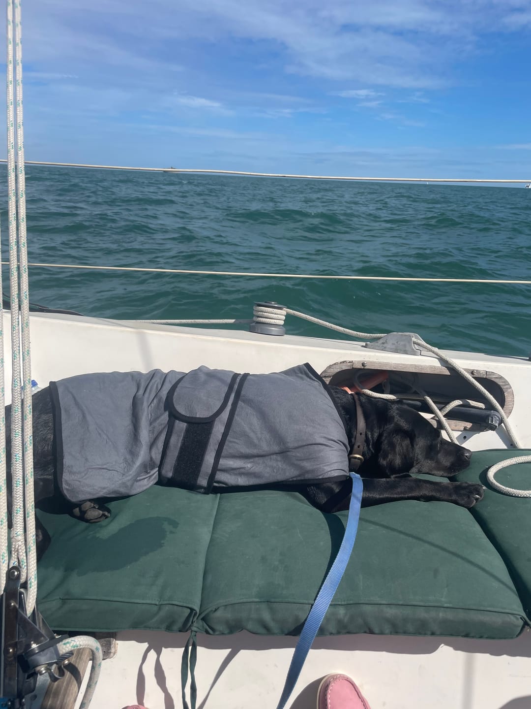 Customer photo review of Luxury Dog Cooling Coat