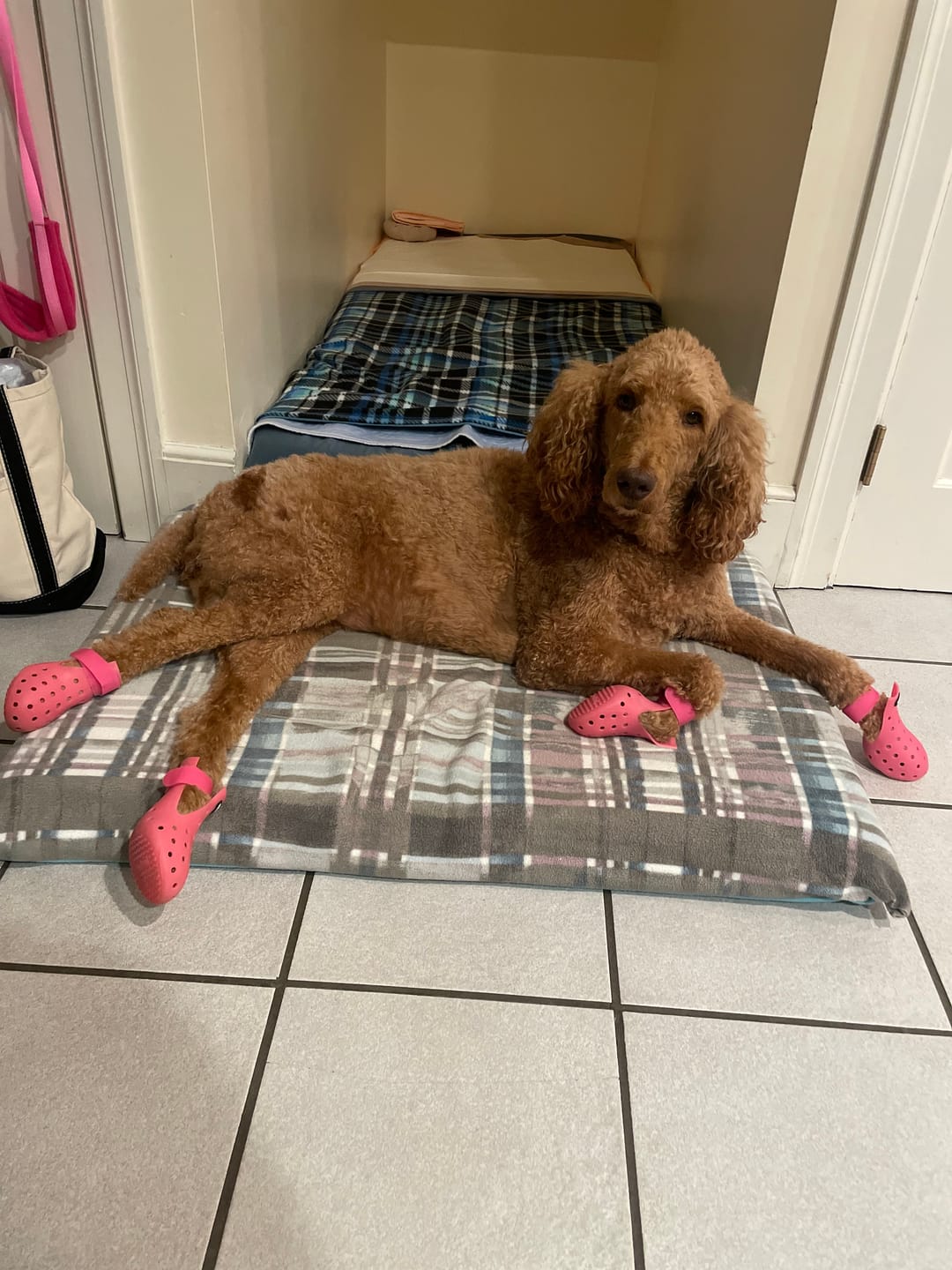 Customer photo review of WagWellies® Mojave