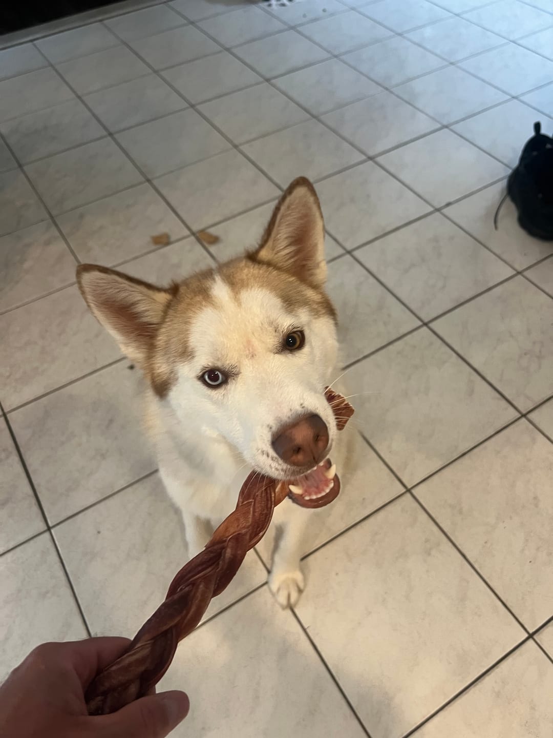 Customer photo review of 12 Inch Standard Braided Bully Stick