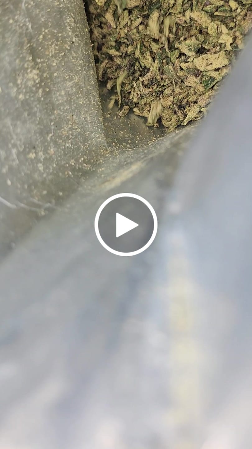 Customer video review of No3 New. Blow Your Mind THCa Shake (Wholesale)