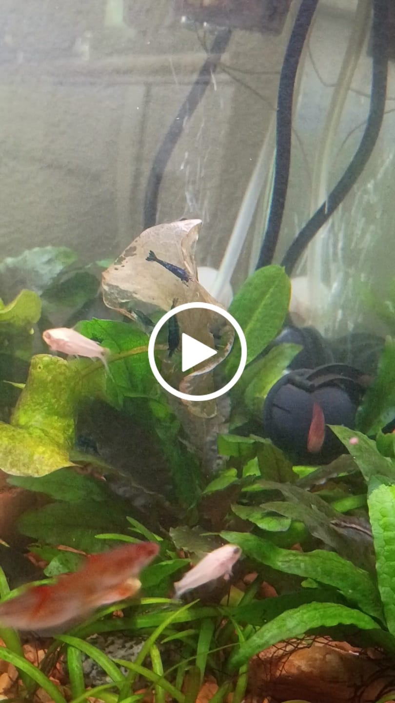 Customer video review of Blue Dream Shrimp
