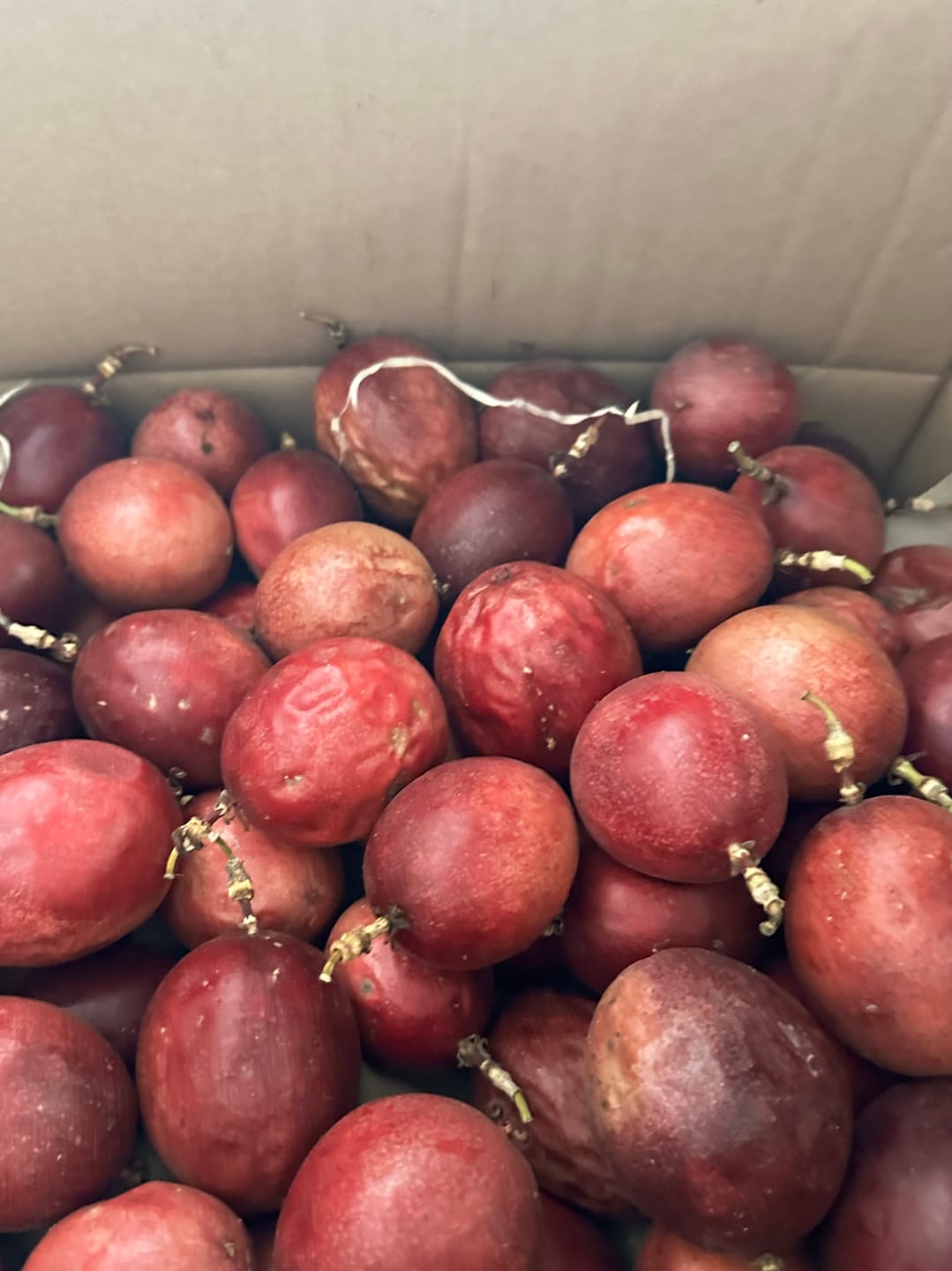 Customer photo review of Passionsfrüchte Bio von Salvador Retteraktion %